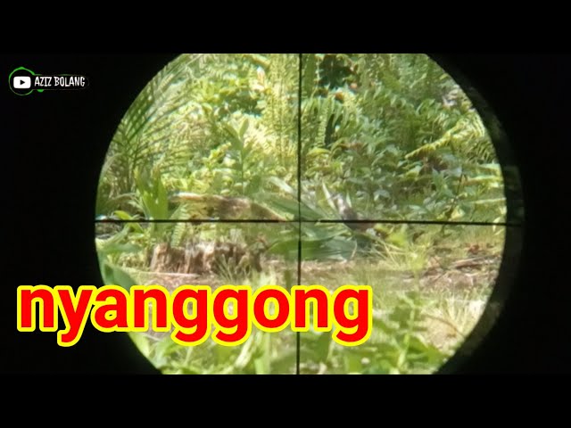 Nyanggong|| point langsung tumbang class=