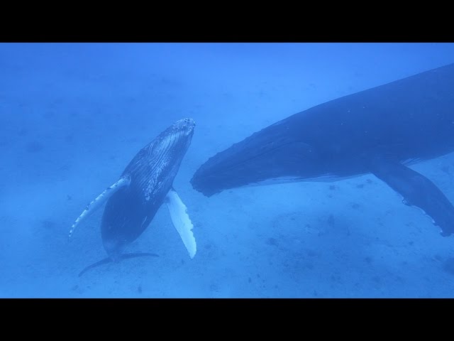 We Swam with the Whales! (Sailing La Vagabonde) Ep. 69
