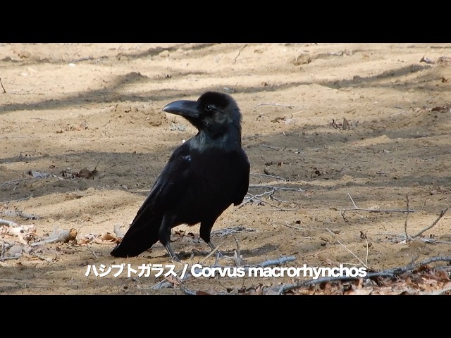 カラス(ハシボソガラス)/Corvus corone 18_260223_ガイコツ山 - YouTube