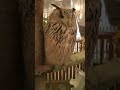 動かないミミズク(フクロウ)