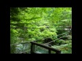 野猿
