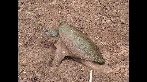 We have a nesting snapping turtle in the garden.