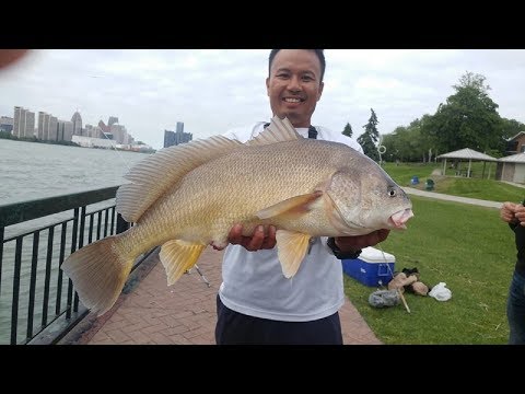 Detroit river fishing 