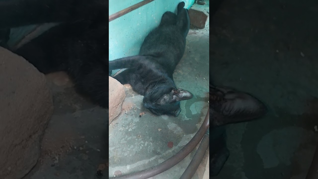 mama cat before and after life#