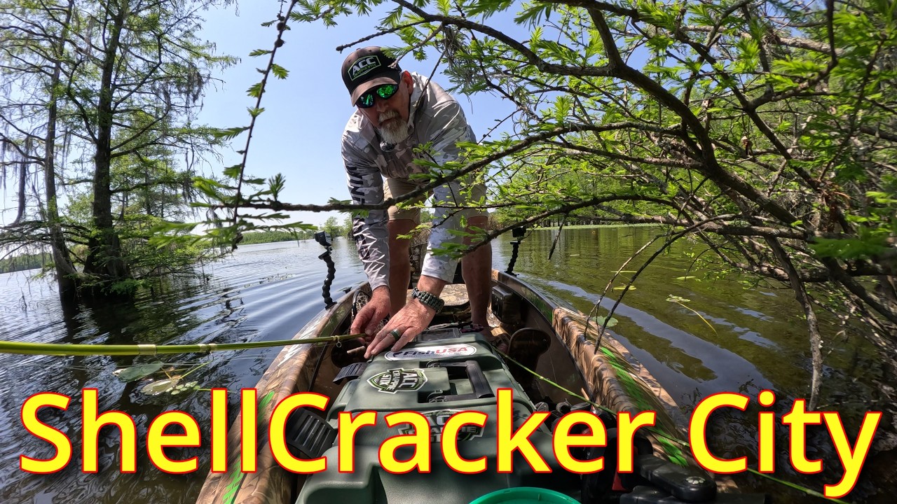 Santee Cooper Shellcracker Madness in the Swamp!