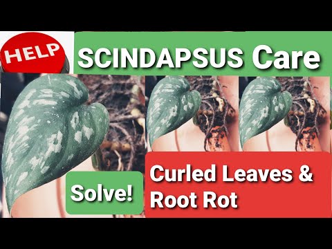 Video: Mga Spaced Scindapsus Leaves