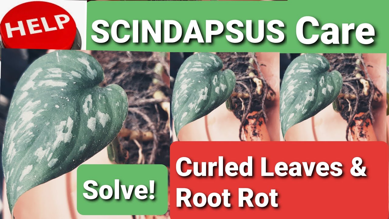 where to buy rubber tree plant Rubber Tree main image 1