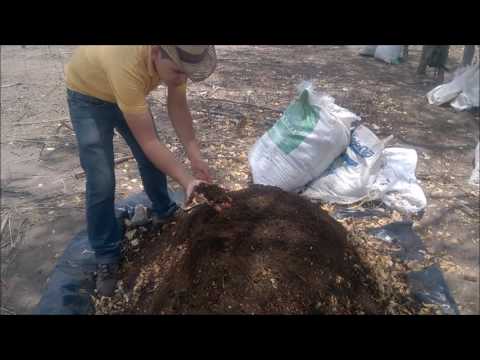 Vídeo: Você pode compostar esterco de ovelha?