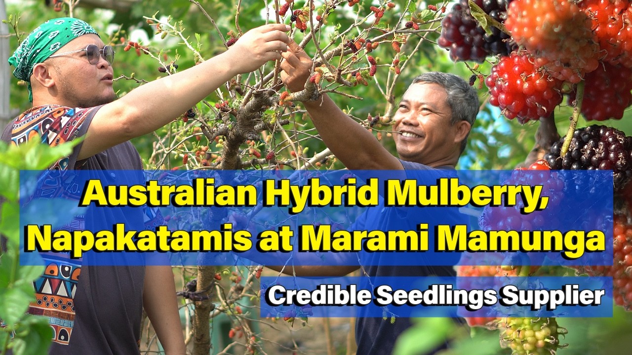 Australian Hybrid Mulberry, Napakatamis at Marami Mamunga