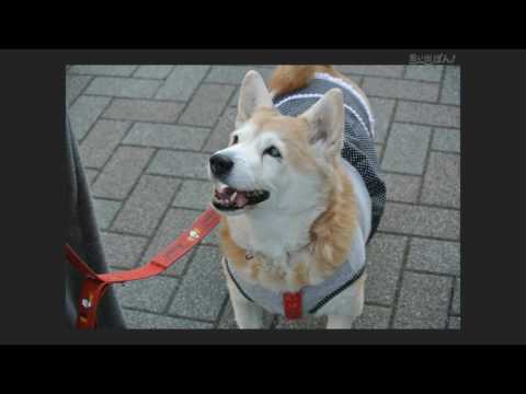 思い出ぽん自作 「わたし、犬、いぬ」 ver.ミミちゃん