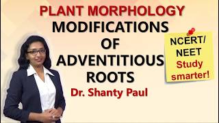 Modification of adventitious roots | Morphology of flowering plants | NCERT class 11 Biology | NEET