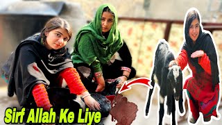 Allah Ki Rah Mein Bakra Neki Ka Kaam Rabia Simple Vlog