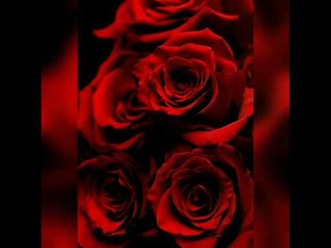 ياحياتي كاظم الساهر ولطيفة التونسية