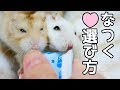 懐くハムスターの選び方と気を付ける事