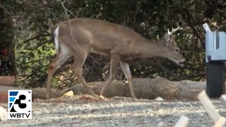 Tega Cay Leaders To Vote On Doubling The Number Of Deer Killed In Culling Project