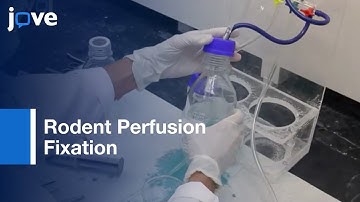 Perfusion Fixation for Rodent Brain Preservation