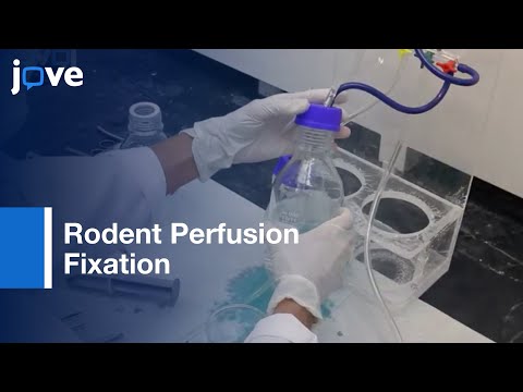 Perfusion Fixation for Rodent Brain Preservation