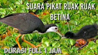 Suara pikat burung ruak ruak betina. Full 1 jam. Terbaru.