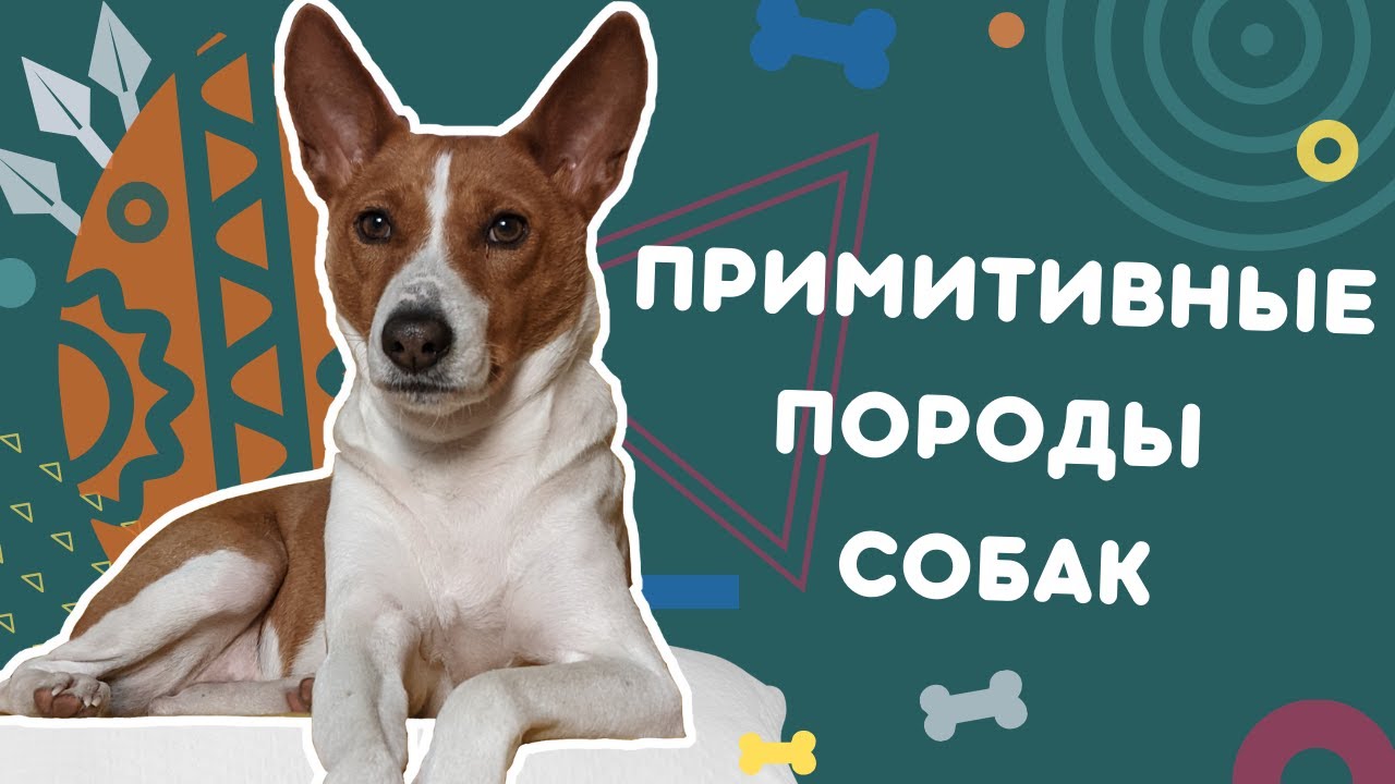кормление и содержание собак