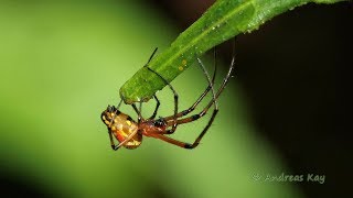 Orb Weaver, Leucauge sp. from Ecuador
Orb Weaver, Leucauge sp. from Ecuador Orb Weaver, Leucauge sp. from Ecuador