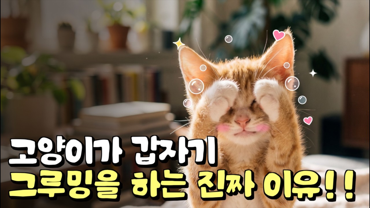 만지자 마자 세수하는 고양이, 사실 다른 의미일 수도 있습니다!!
