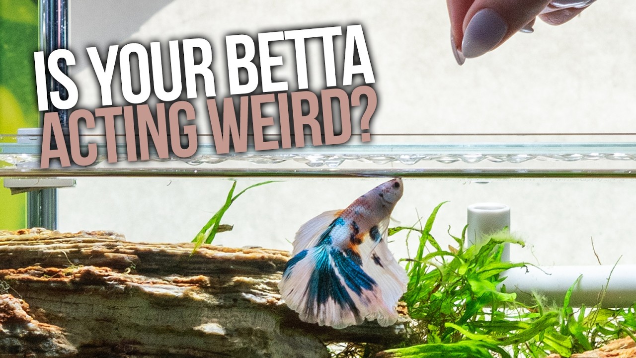 Betta Tank Maintenance Tips - The Do's and Don'ts When Keeping a Betta
