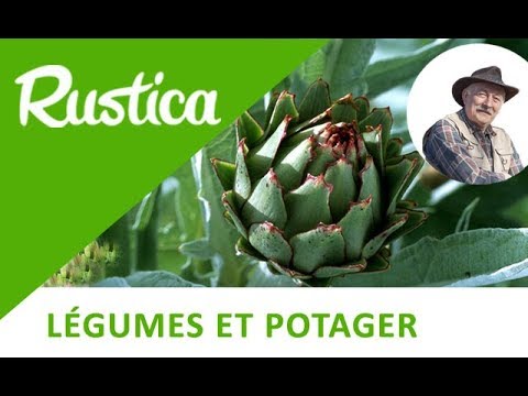 Vidéo: Propagation des plantes d'artichaut : planter de l'artichaut à partir de graines ou de boutures