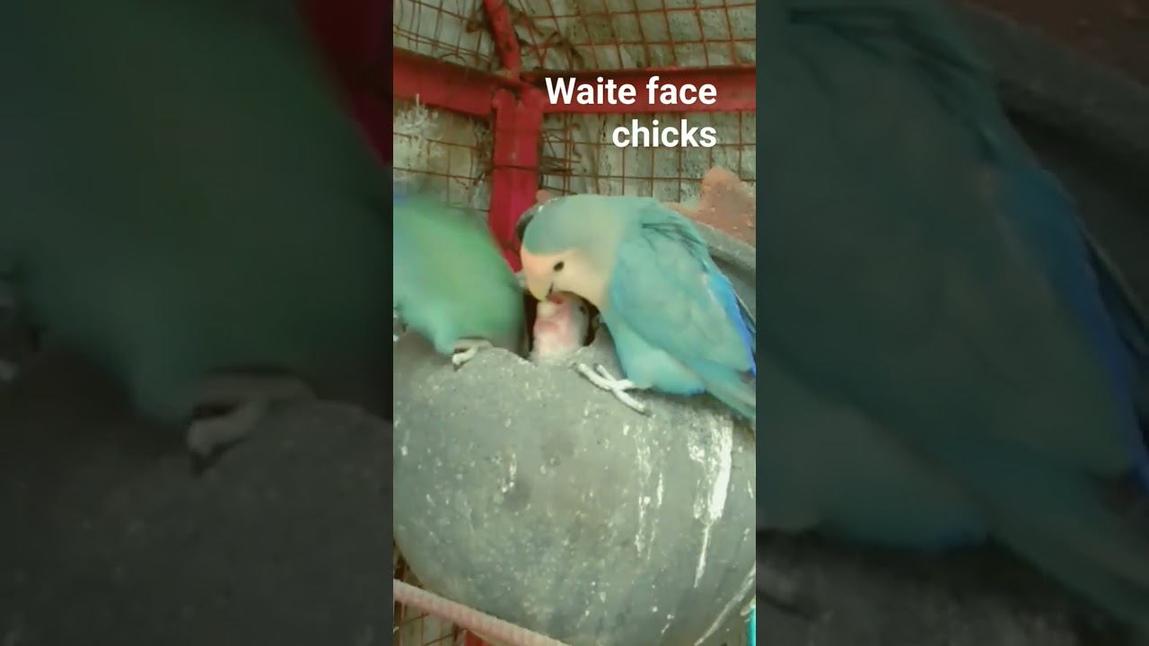 waite face chicks Fischer 