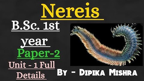 || Nereis|| Full Details|| B.Sc. 1st year|| || Paper-1 ||Unit -1||