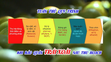 Quy Trình Bảo Quản Xoài Sau Thu Hoạch Cho Xuất Khẩu Bằng Đường Biển Đi Châu Âu