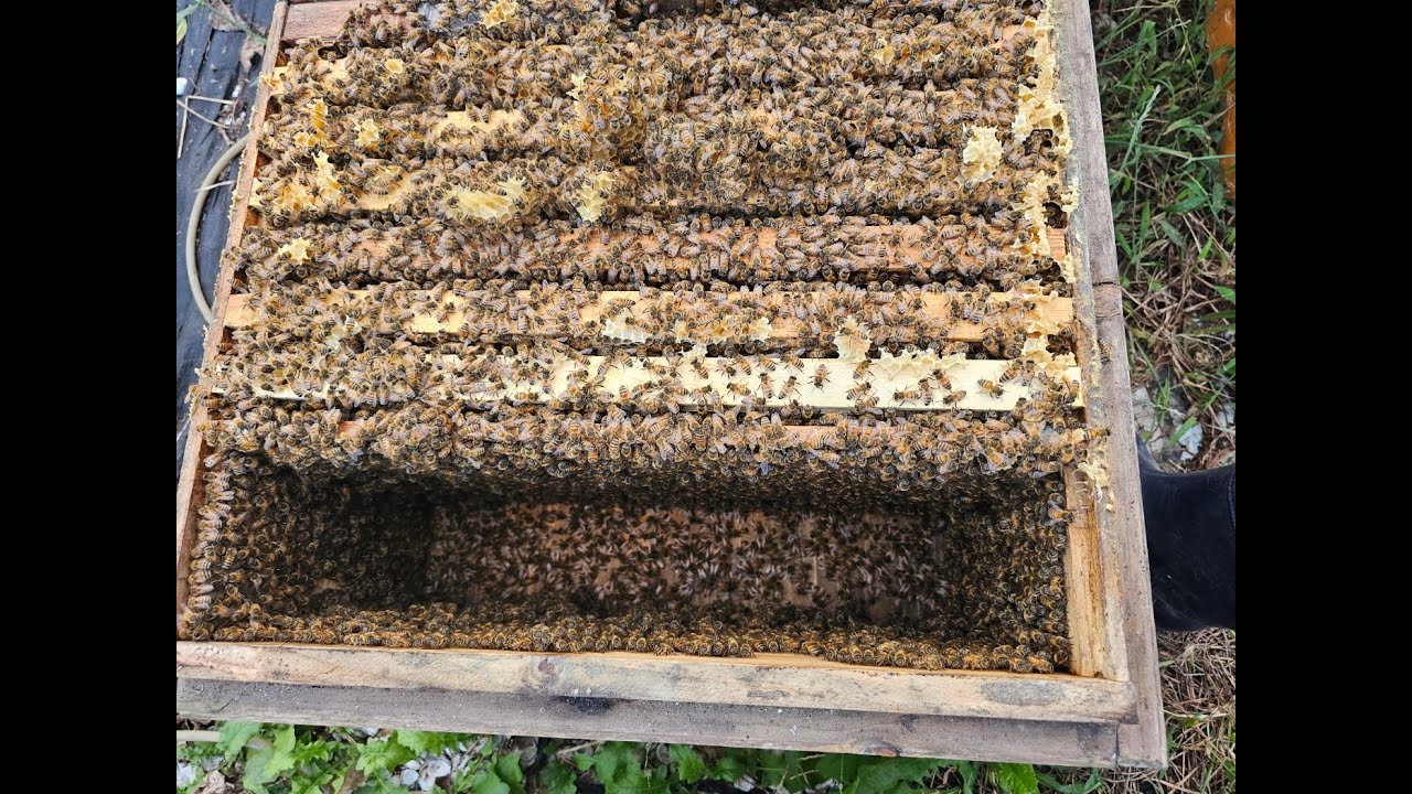 소문앞에 벌이 많이모여있을경우