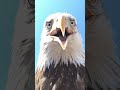 Lightning Strikes and kills Eagle’s Nest!