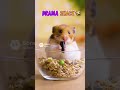 Funny Animals in Action
