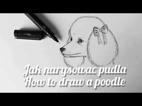 Wideo: Jak Narysować Pudla