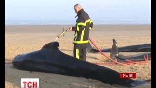 Десять китів викинулися на берег французького міста Кале Десять китів викинулися на берег французького міста Кале
