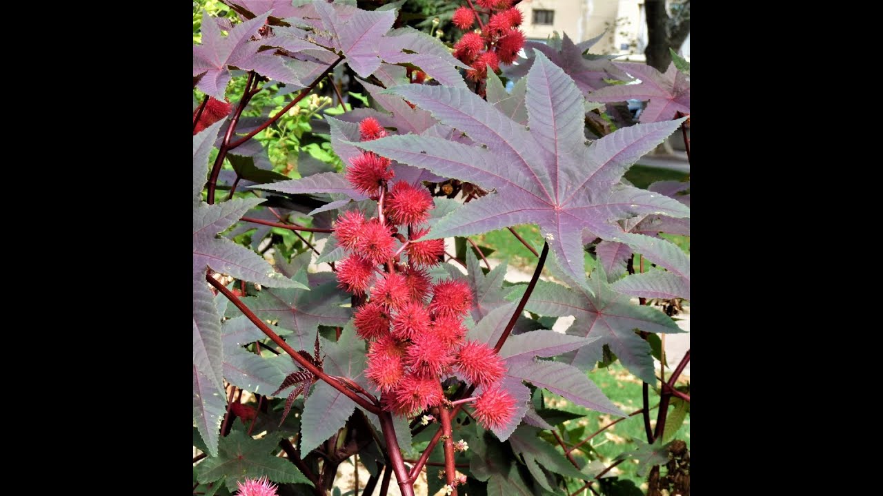 ubundi butunzi bwubutse mu Burundi  ikibonobono kigiye  kuvamwo igitoro.  iterambere ry'igihugu