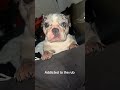 @dprackett: love them rubs #dog #doglover