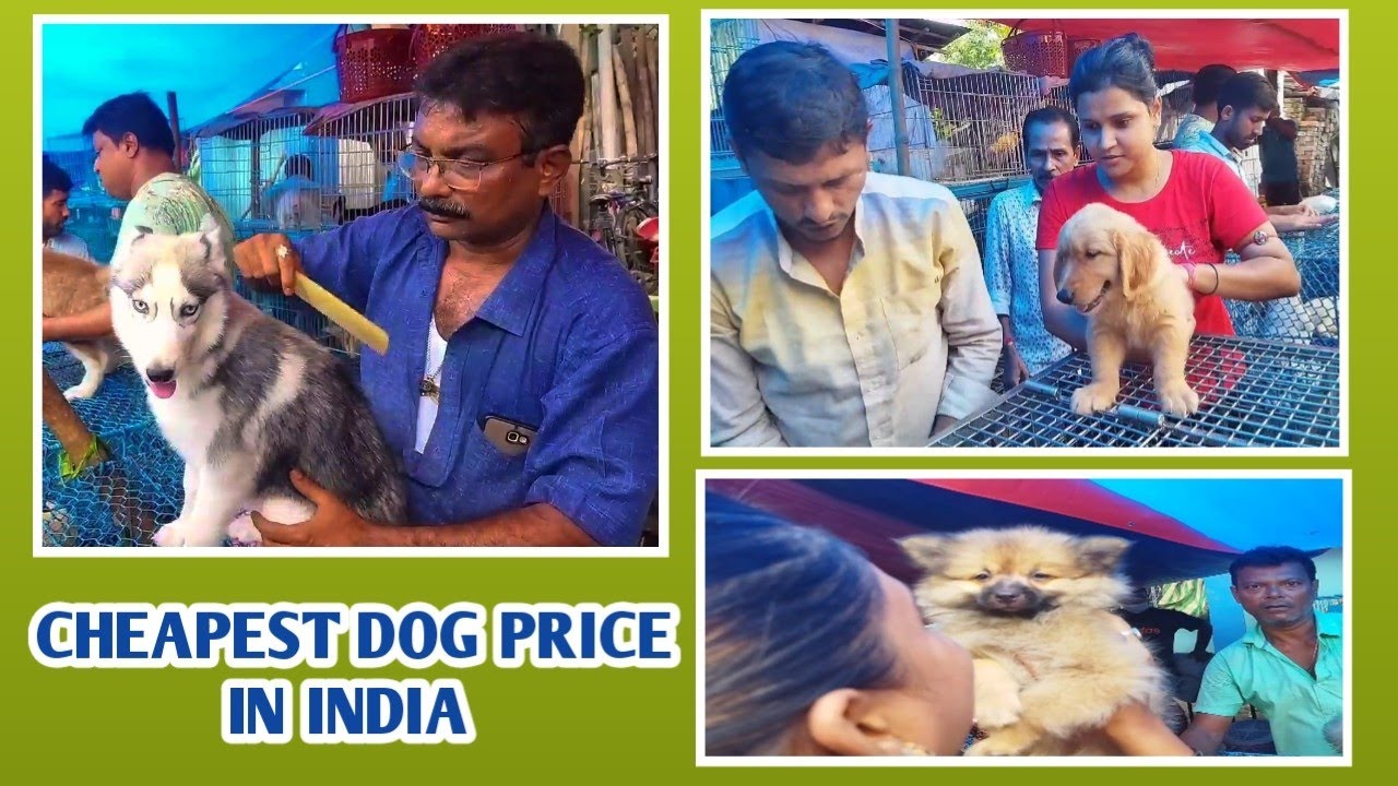 cheapest-dog-price-in-india-gallif-street-pet-market-sujitsaviary