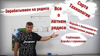 Редиска, как бизнес. Все по полочкам. Технология летнего выращивания.