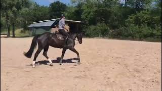 2017 Westphalian mare by Bellini Royal Flatwork FOR SALE