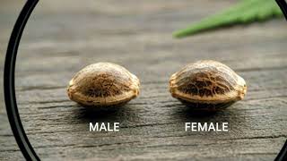  SEXING CANNABIS SEEDS❓ MALE OR FEMALE IDENTIFICATION #cannabisseeds #Weed 