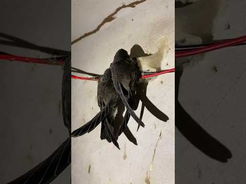 Panen sarang burung
