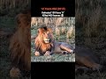 Scarface: from warrior to king🦁👑 #viralvideo #animals #youtubeshorts