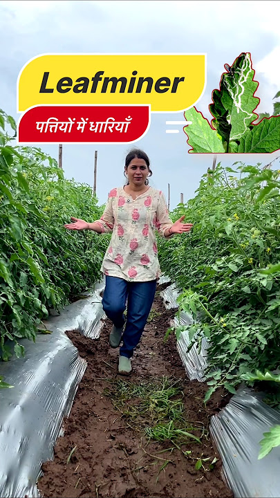Tomato Leaf Miner: Identification, Prevention and Treatment || Tomato Leaf Miners Control insecti...