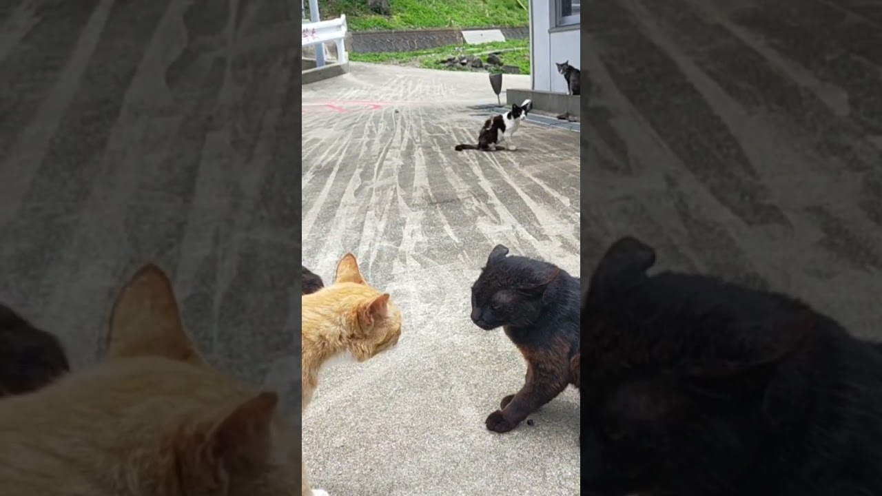 【2 cats fight 】cats rampage at the assembly hall,