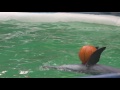 The Conditions for These Captive Dolphins are Heartbreaking | TakePart