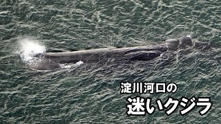 大阪・淀川河口の迷いクジラ