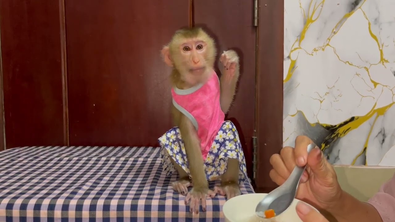 Oops..!! jasmine equipm..nt up follow while mom late too feeding her