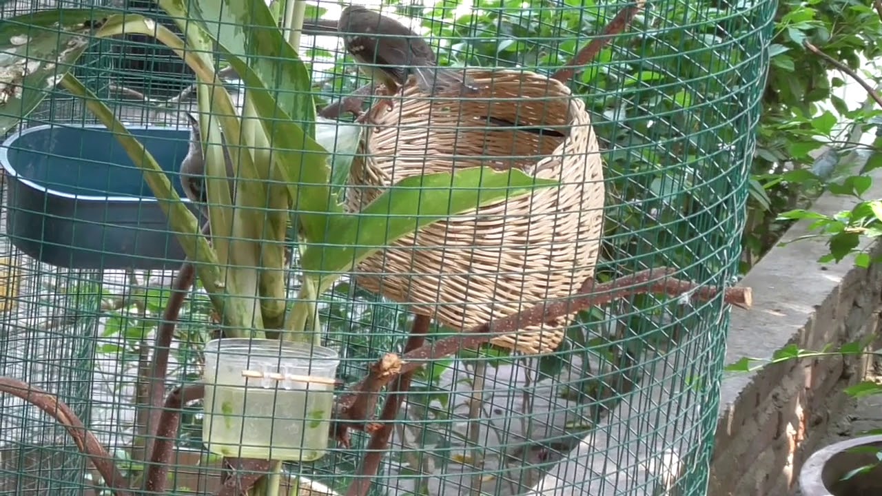 Ternak ciblek dipot bunga 