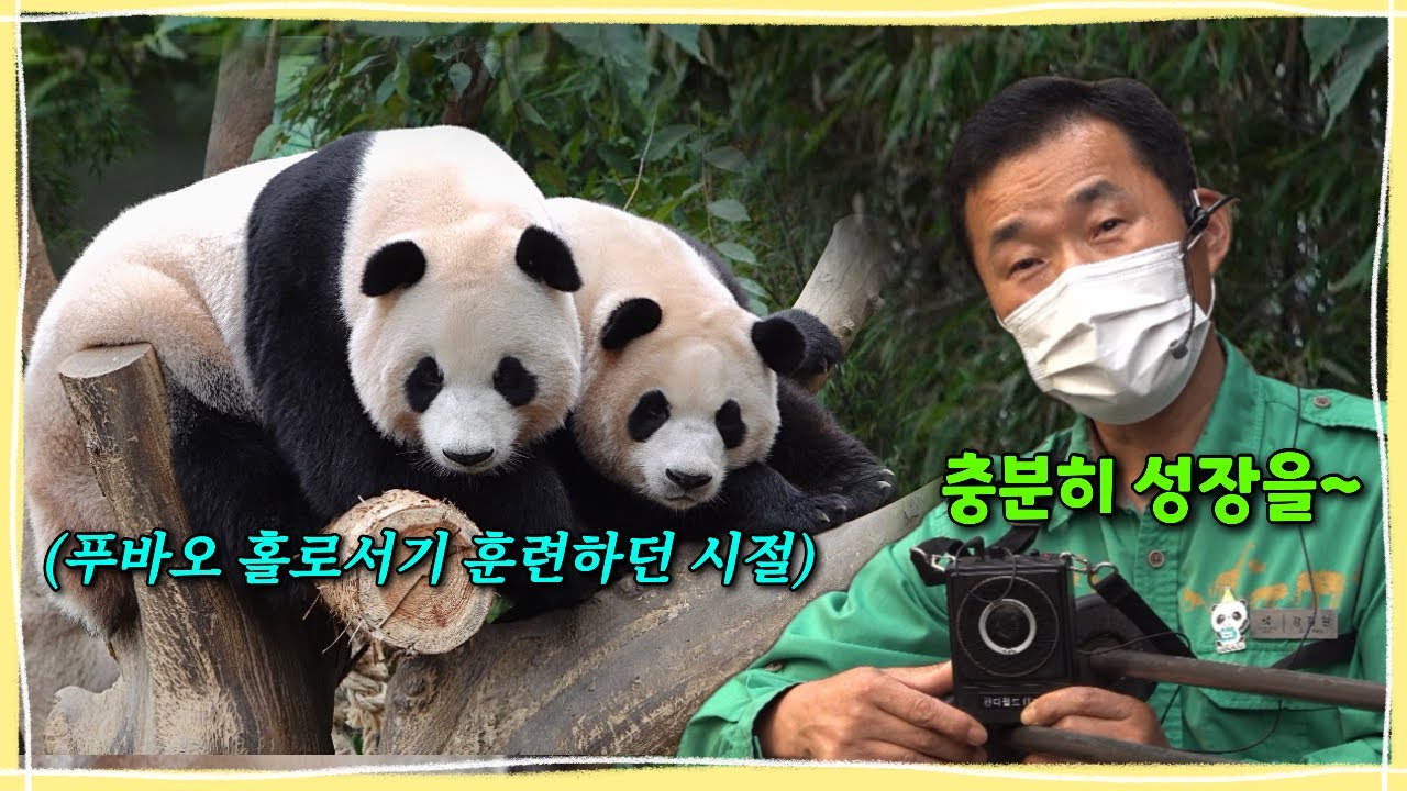 루이후이야! 나 푸바오 엉닌데~ 너네도 나처럼 잘 할뚜 있찌?😊